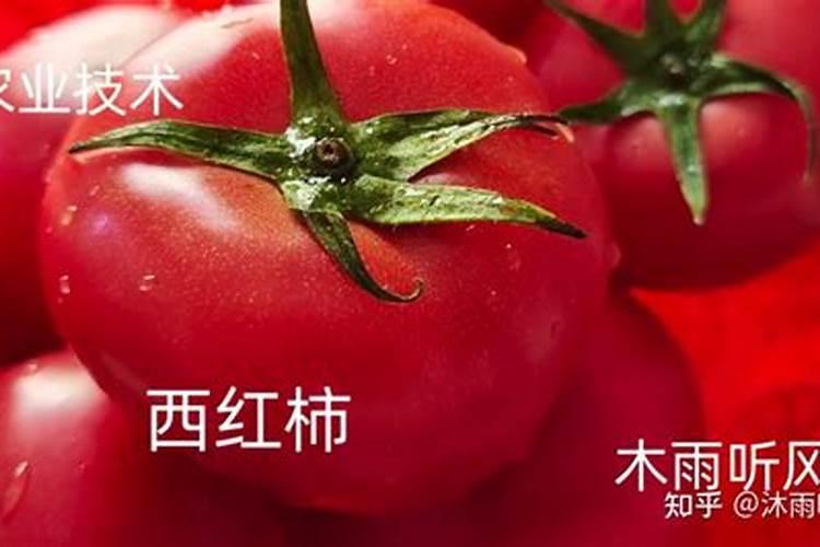 西红柿多少天施一次肥合适？