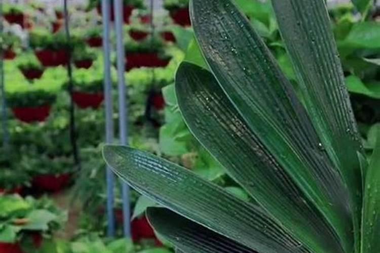 葡萄膨果期用什么肥料,种植葡萄该如何施肥