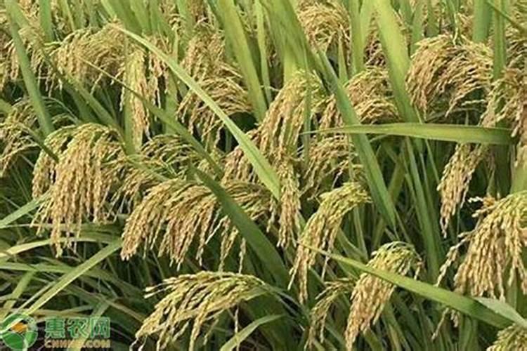 伴100斤玉米种需要芸苔素内酯多少毫升？