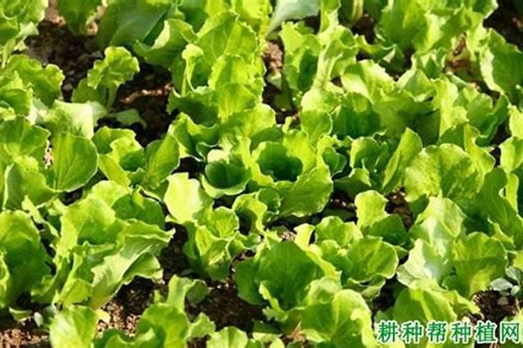 樱桃树苗几月份移栽好