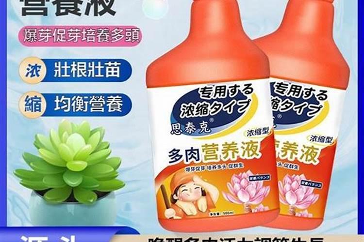 裸根虎皮兰上盆几天生根