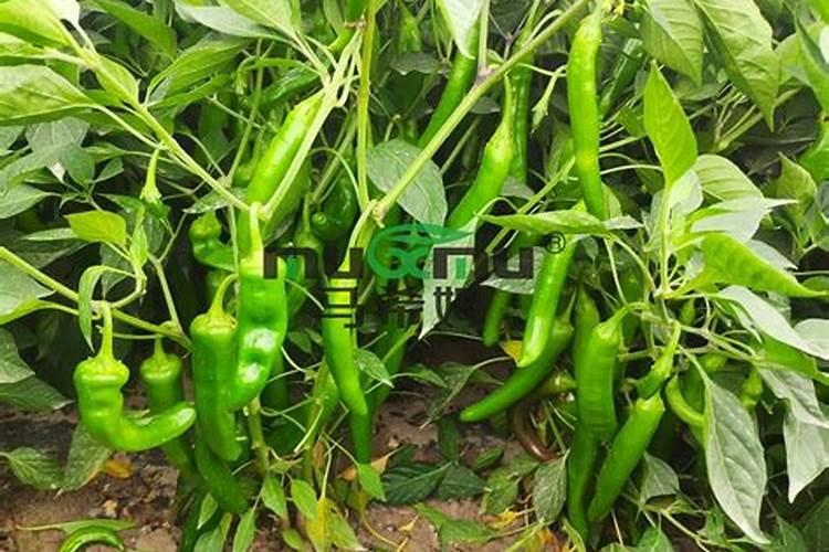 葡萄种植如何施肥？
