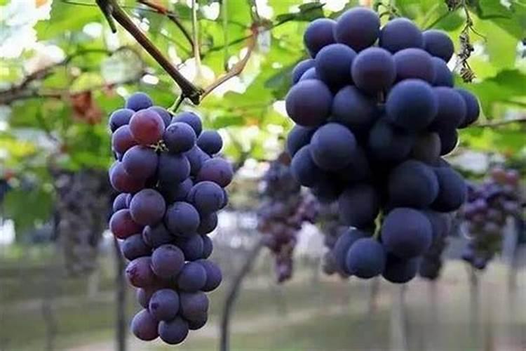 北京史坦纳生物动力农业有限责任公司怎么样？