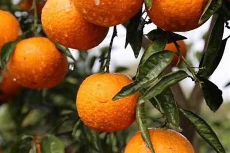 菜籽饼如何发酵成水溶肥料