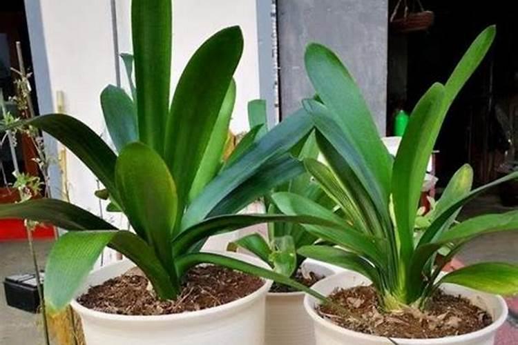 大棚油桃种植技术包括什么？