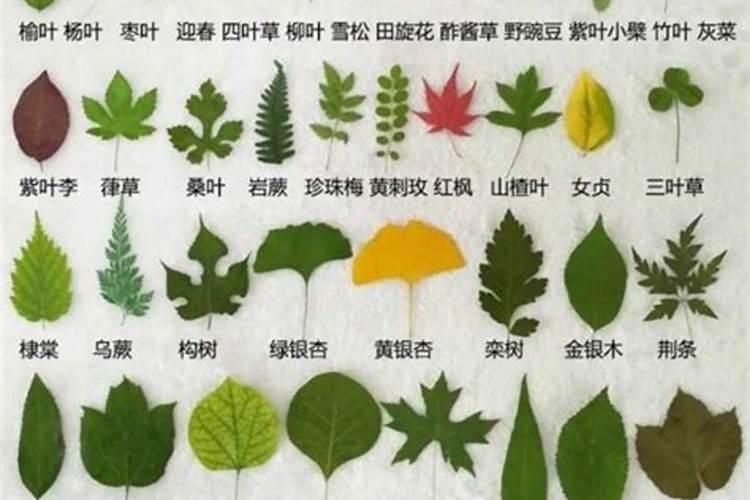 葡萄糖做叶面肥有效吗