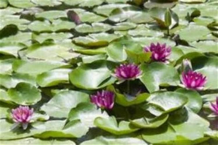 种植西红柿应该怎样施肥 西红柿施肥关键点