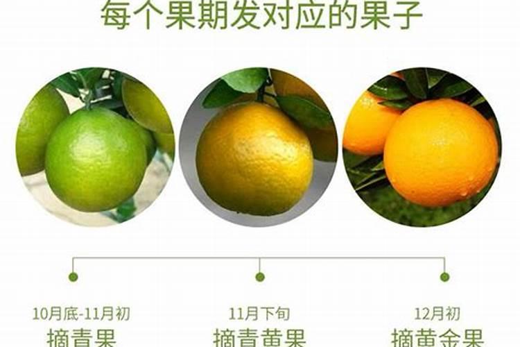 贡柑高效种植管理 贡柑怎么养殖好