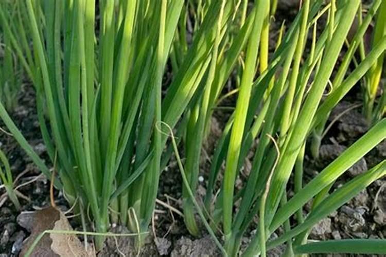 请问老师,大葱种植怎样施肥？
