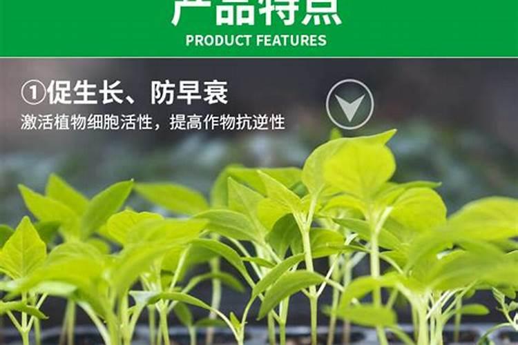 大葱产量一亩有多少斤 附大葱的种植方法
