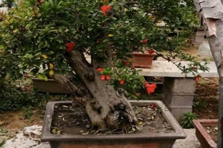 石榴如何施肥,什么肥较好