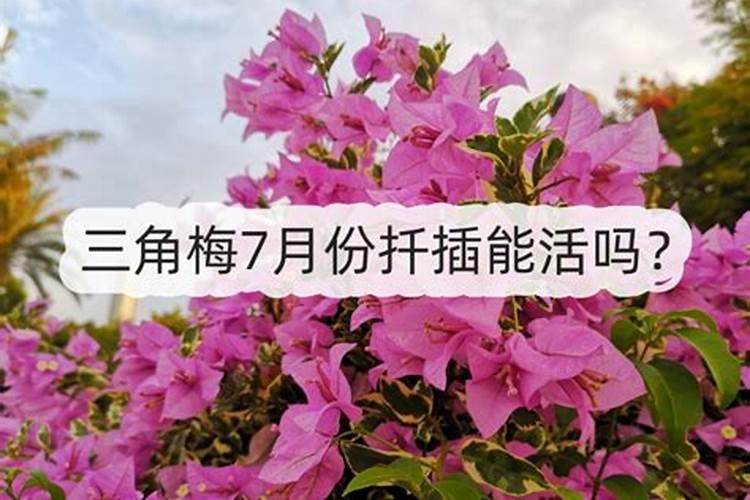 硫酸钾复合肥种小麦好吗