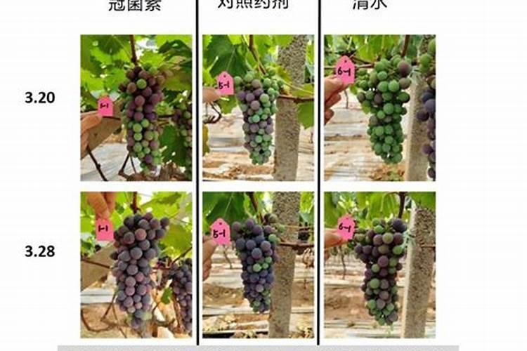 红堤葡萄喷施芸苔素的作用.能喷施几次？