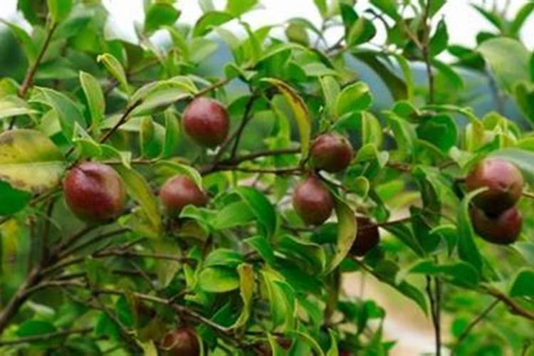 石榴栽种时如何施肥？适合用哪些肥料？