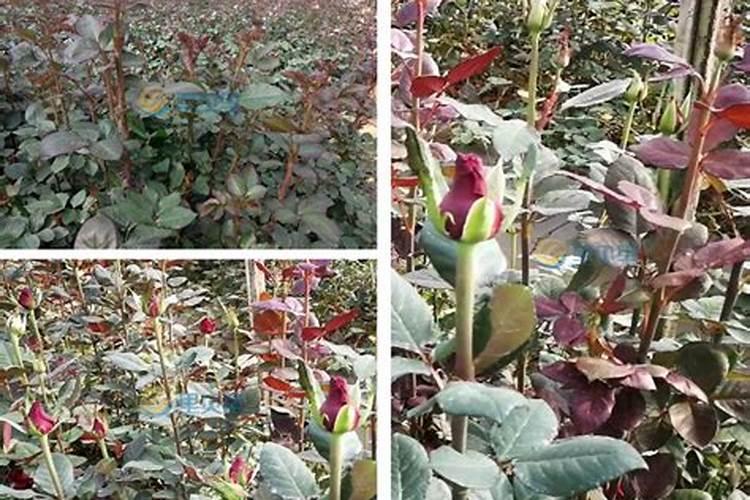 保花保果用什么药最好