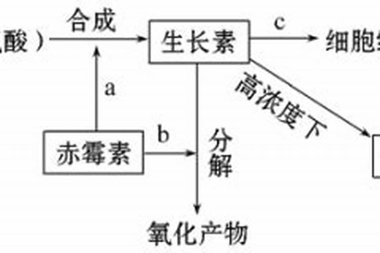 杨梅树花芽分化可以打赤霉素吗？