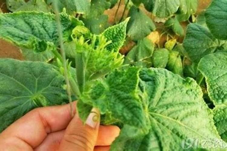 多效唑解药最简单方法