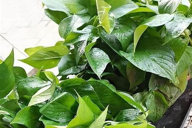 花多多10号可以浇绿萝吗？