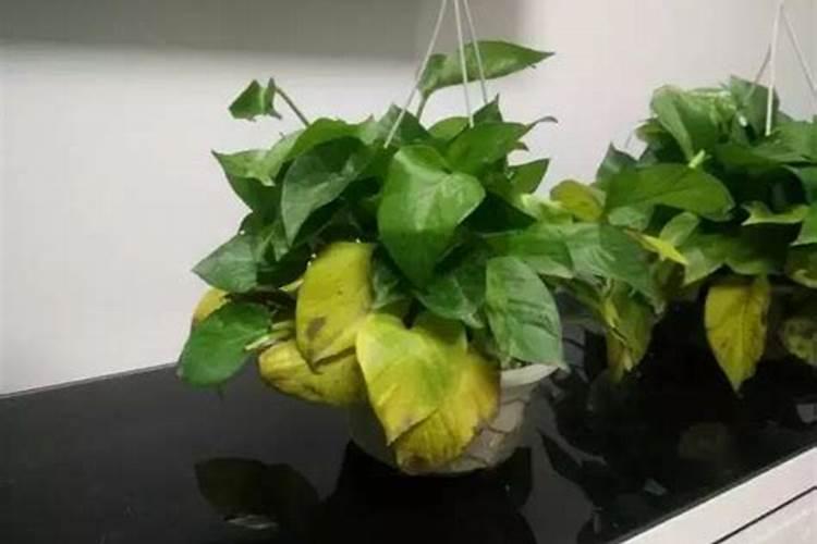 月季花肥用什么肥料好