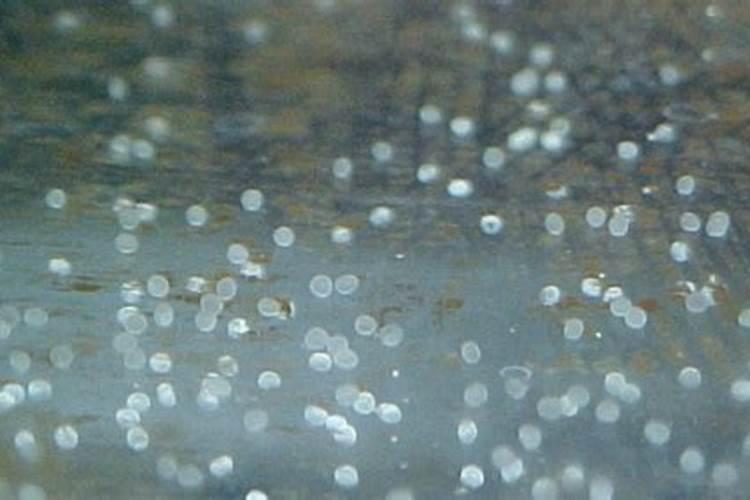 无骨白色透明的鱼是什么鱼