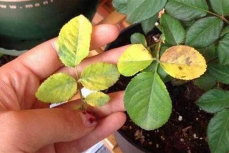 白锦龟背竹为什么用苔藓土