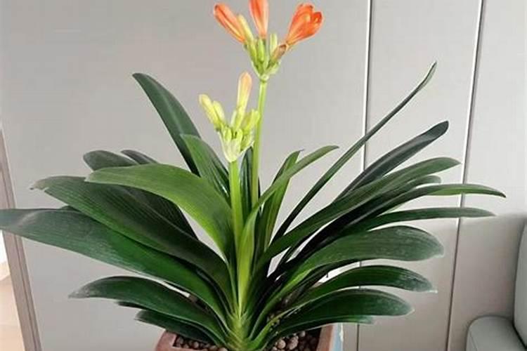 西洋菜种怎么种植