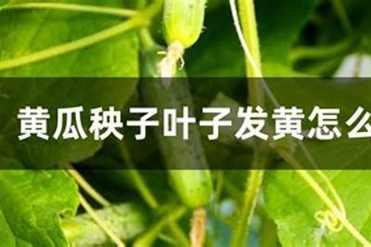 红薯后期如何施肥