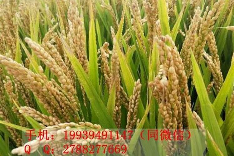 用磷酸二氢钾给红薯控旺是灌根好还是喷叶好？浓度是多少？