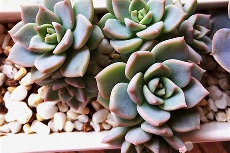 植物叶子发黄缺什么肥料