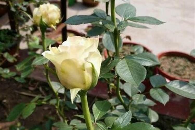 玫瑰花移栽后多久施肥 玫瑰花移栽后的适时施肥