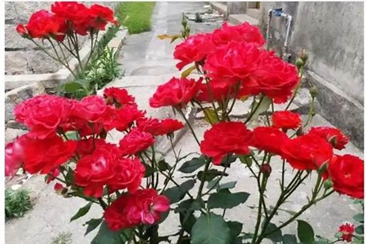 玫瑰花多久施一次肥
