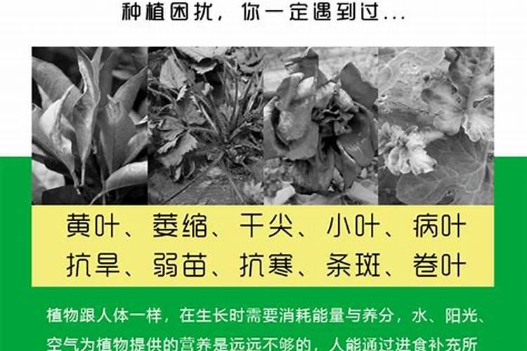 西瓜苗期用什么叶面肥