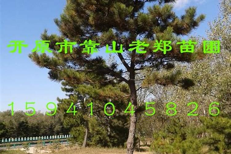 多巴胺药理作用与机制