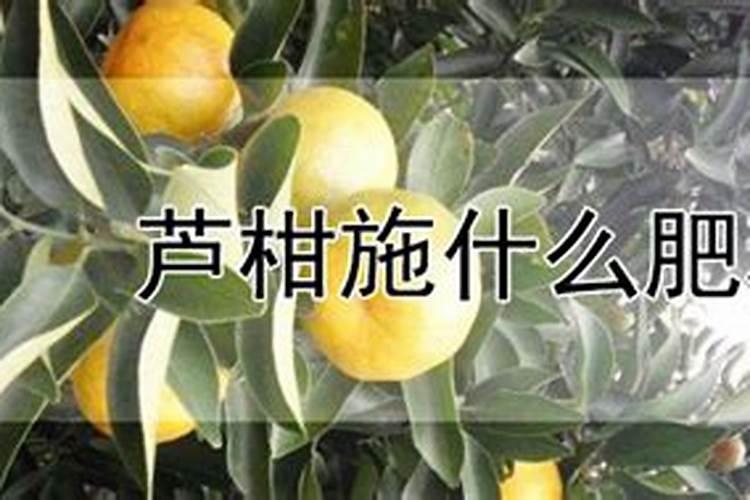 毛竹资料
