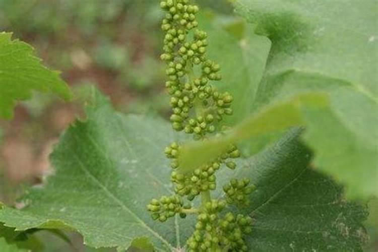 葡萄萌芽期施什么肥 葡萄萌芽期施什么肥好