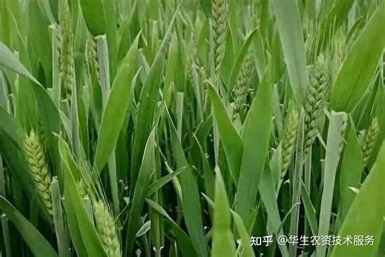 冬小麦的需肥规律是什么？如何调控冬小麦氮肥施用？