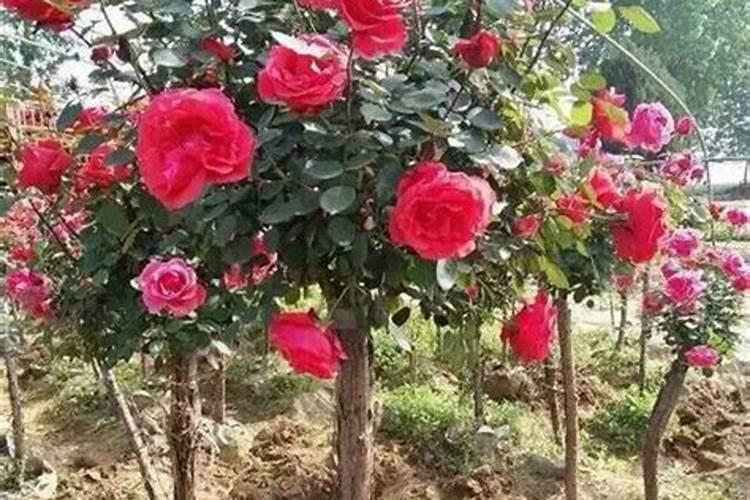 月季花怎么使用复合肥