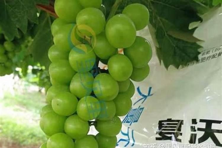 花草能不能喷叶面肥氨基酸容液,喷了叶面肥有没有危害对花草