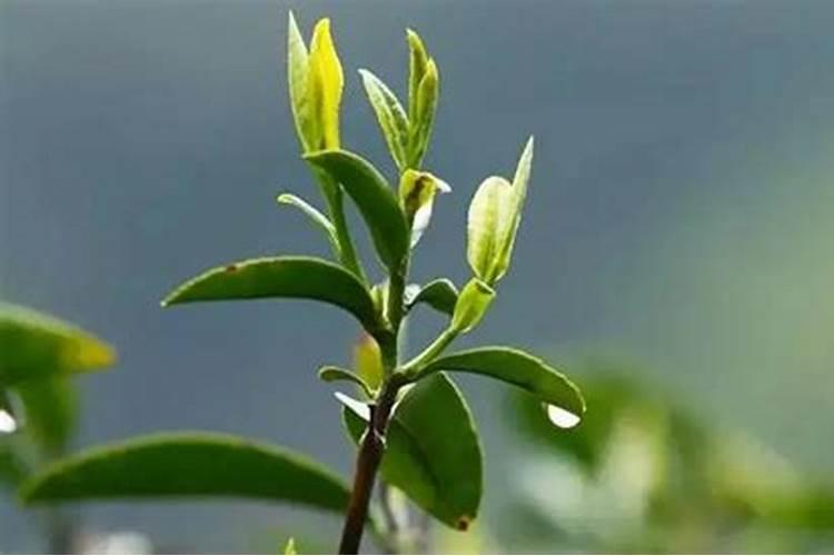 水培绿萝用什么肥料