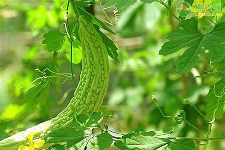 芸苔素内酯会促进苦瓜开裂吗