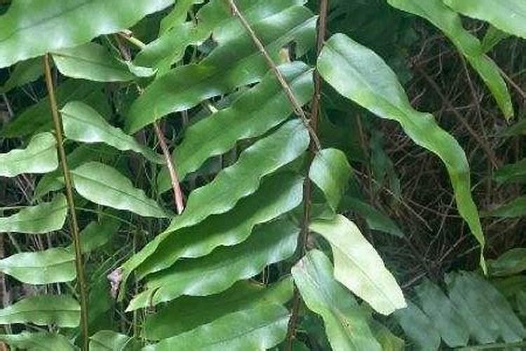 鱼蛋白肥料这么火,怎么用