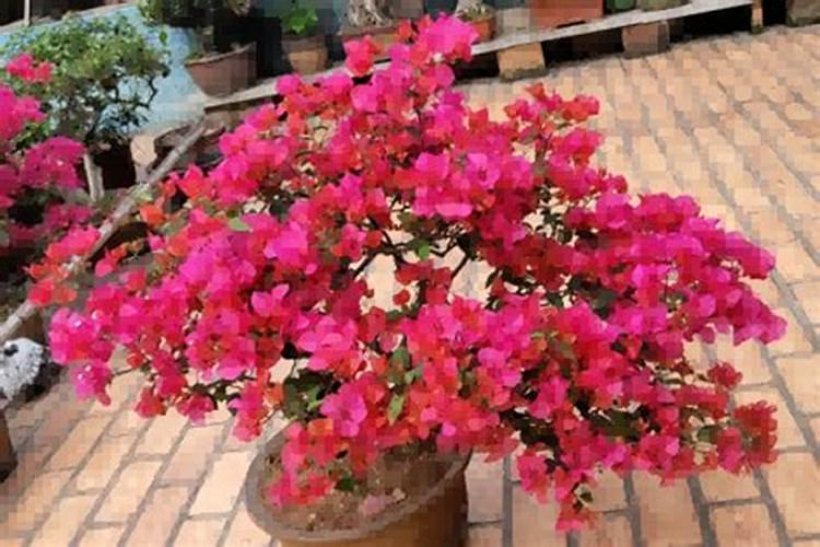 三角梅花期后如何施肥花开不断