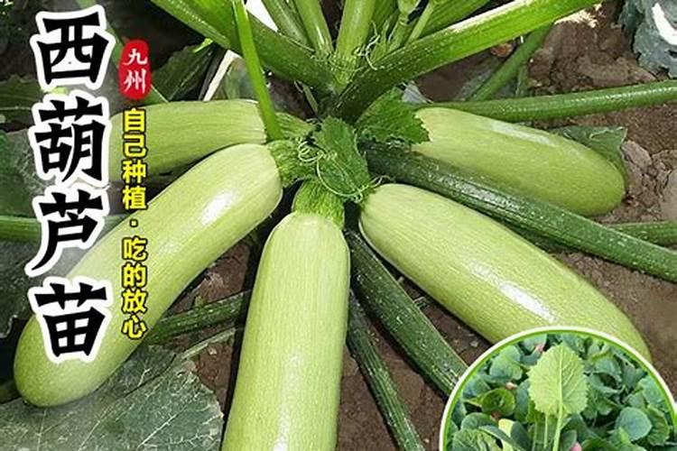 底火是什么材料？