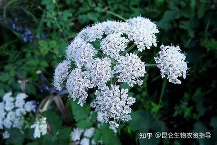 牧草用什么肥料