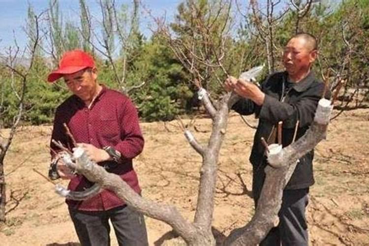 梨树花前花后喷什么农药？