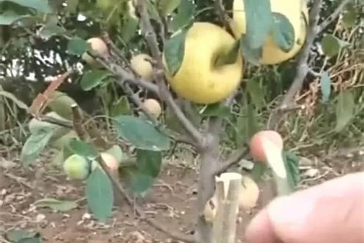 梨树追肥注意什么