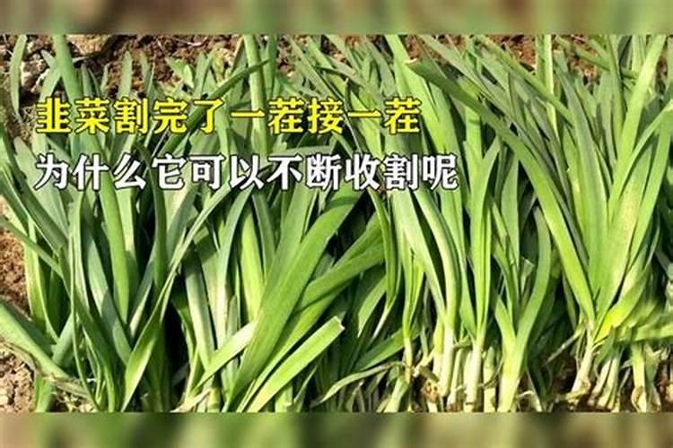 韭菜用什么肥料 韭菜施肥需要注意什么