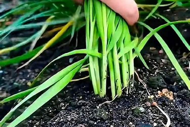 韭菜用什么肥料长得又肥又壮