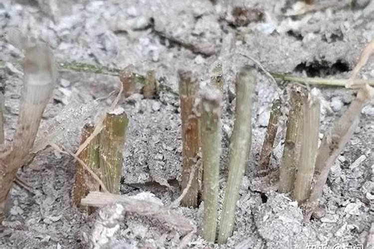 韭菜割完后要怎么施肥