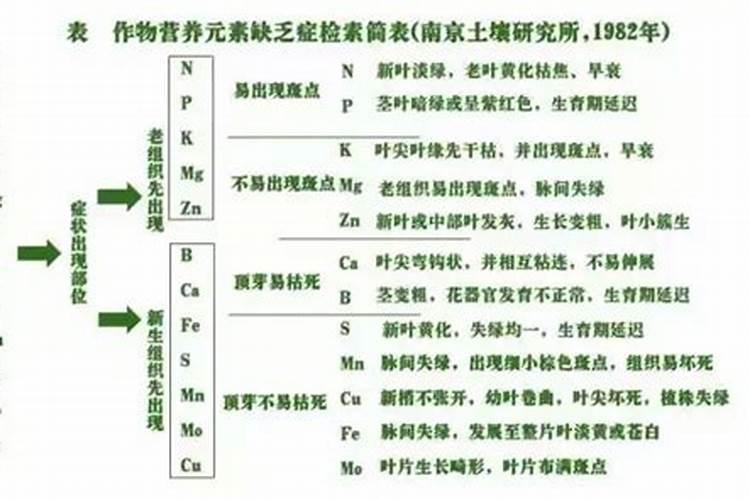 吃什么能补磷元素